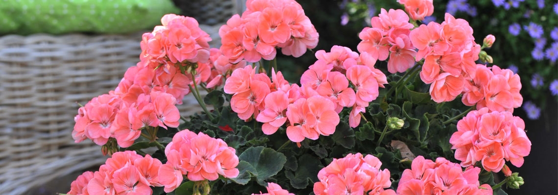 Pelargonium Summer Idol Salmon Banner Image.jpg